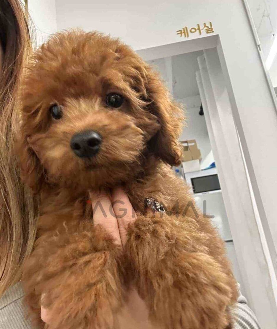 Goldendoodle puppy for sale, dog for sale at Tagnimal