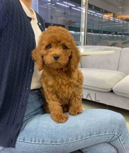 Goldendoodle puppy for sale, dog for sale at Tagnimal