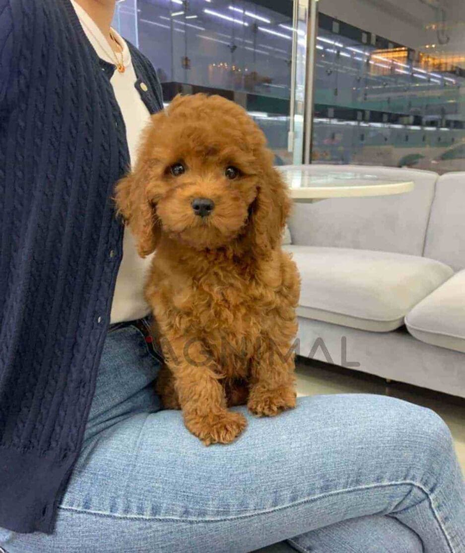 Goldendoodle puppy for sale, dog for sale at Tagnimal