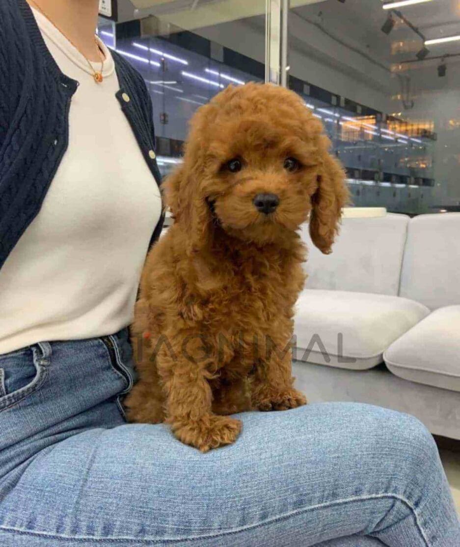 Goldendoodle puppy for sale, dog for sale at Tagnimal