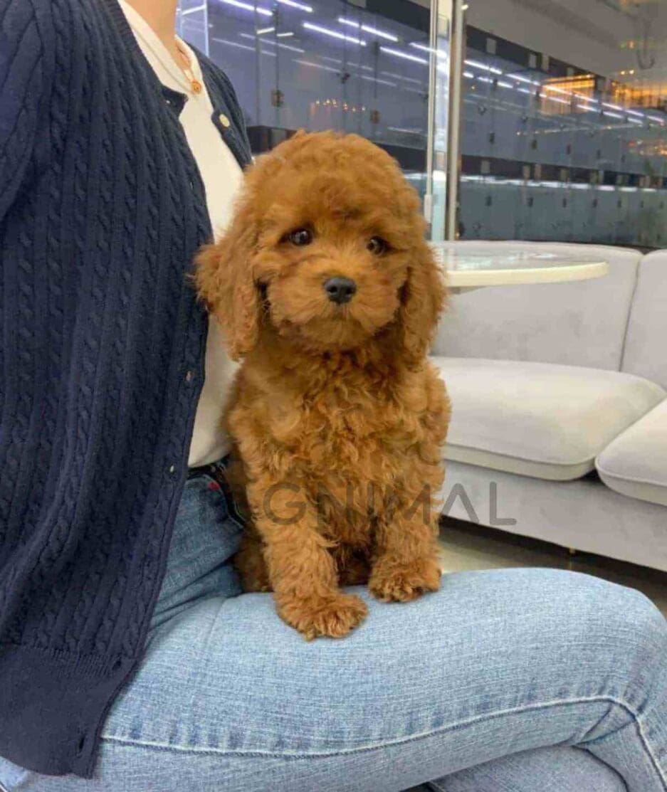 Goldendoodle puppy for sale, dog for sale at Tagnimal