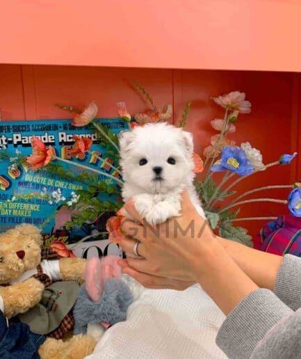 Maltese puppy for sale, dog for sale at Tagnimal