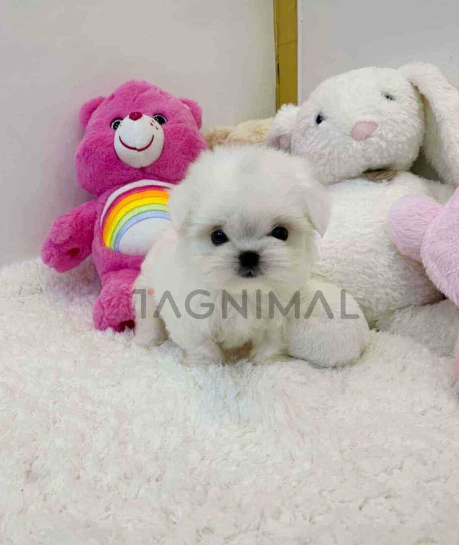 Maltese puppy for sale, dog for sale at Tagnimal