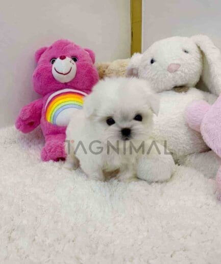 Maltese puppy for sale, dog for sale at Tagnimal