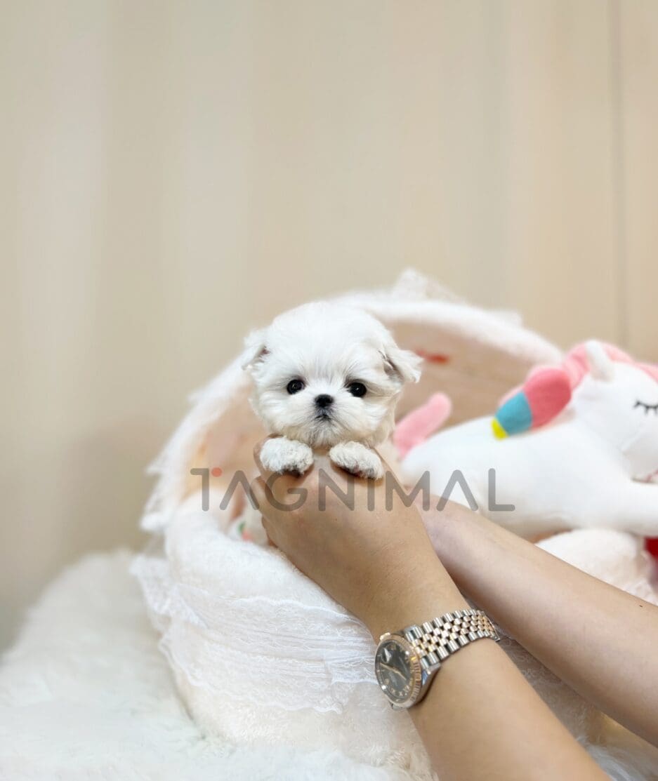 Maltese puppy for sale, dog for sale at Tagnimal