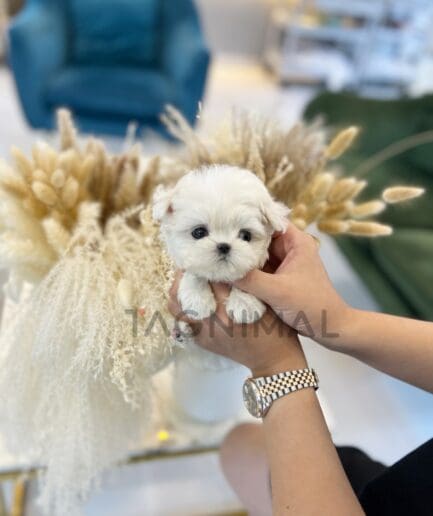 Maltese puppy for sale, dog for sale at Tagnimal