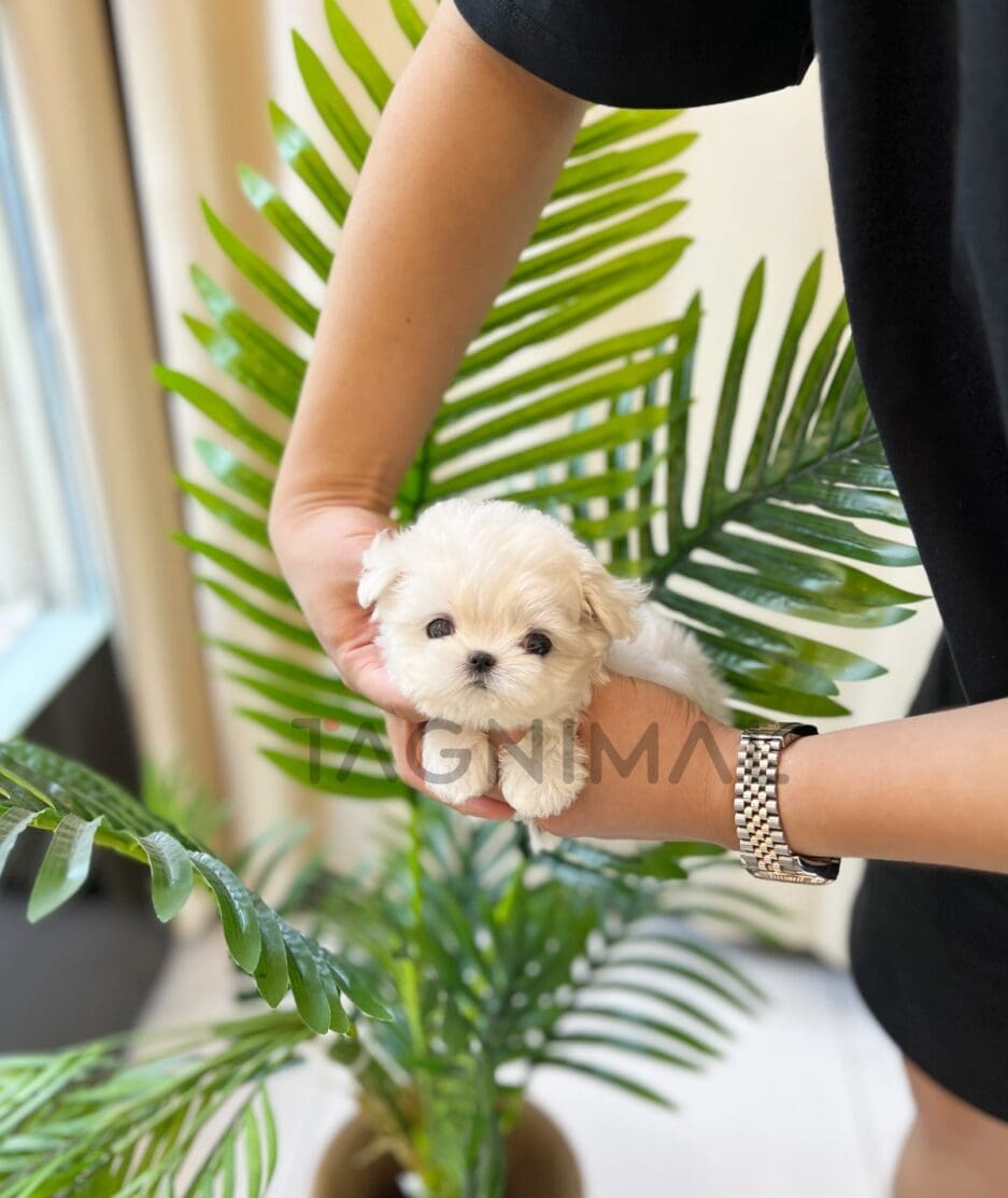 Maltese puppy for sale, dog for sale at Tagnimal