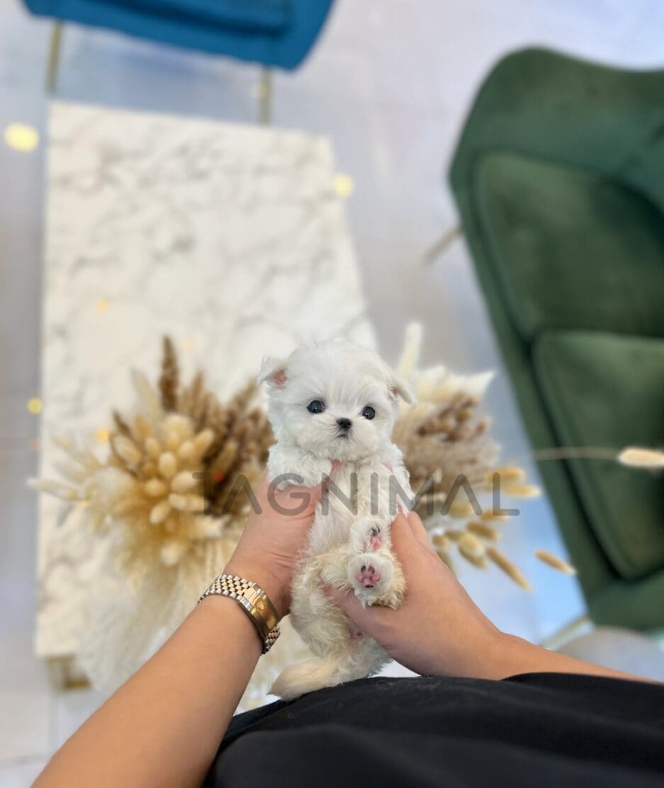 Maltese puppy for sale, dog for sale at Tagnimal