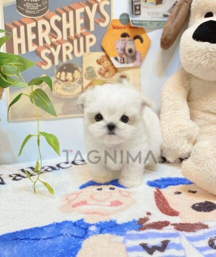 Maltese puppy for sale, dog for sale at Tagnimal