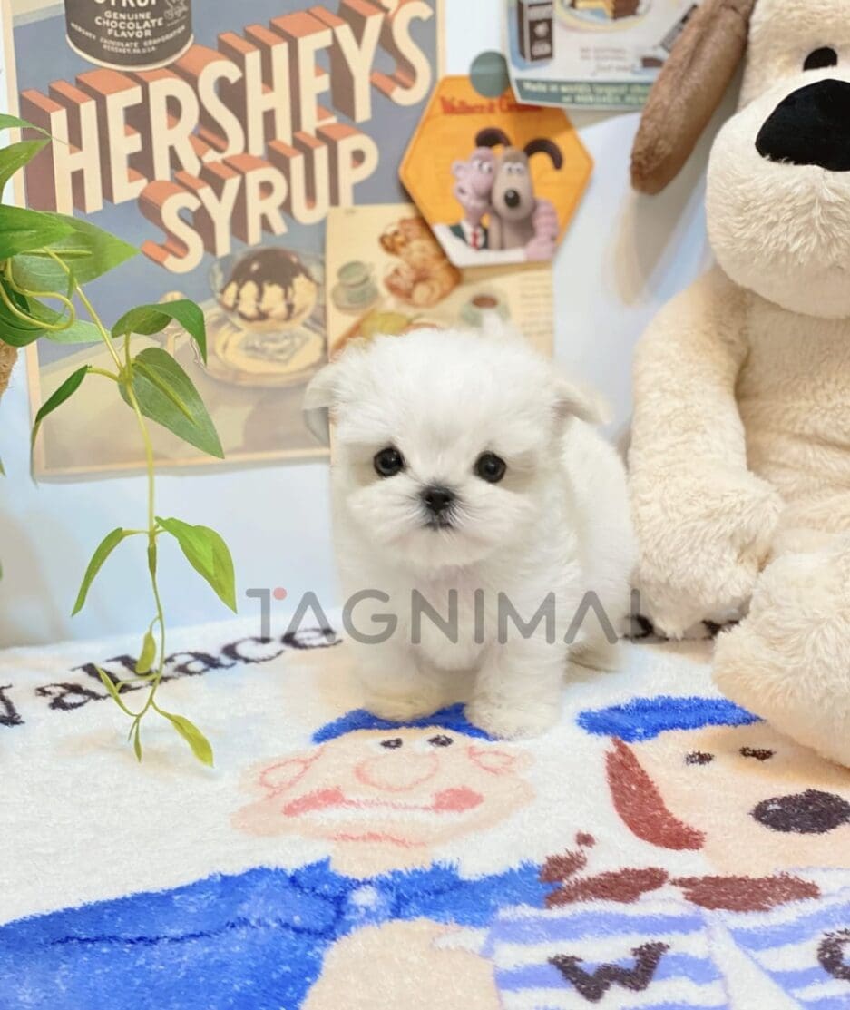 Maltese puppy for sale, dog for sale at Tagnimal