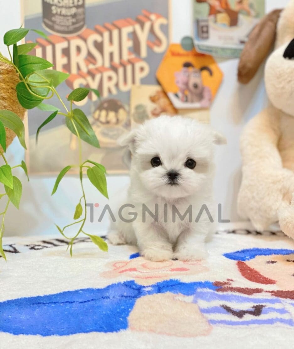 Maltese puppy for sale, dog for sale at Tagnimal