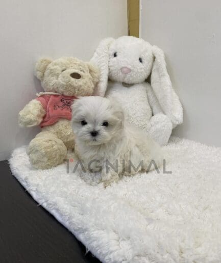 Maltese puppy for sale, dog for sale at Tagnimal