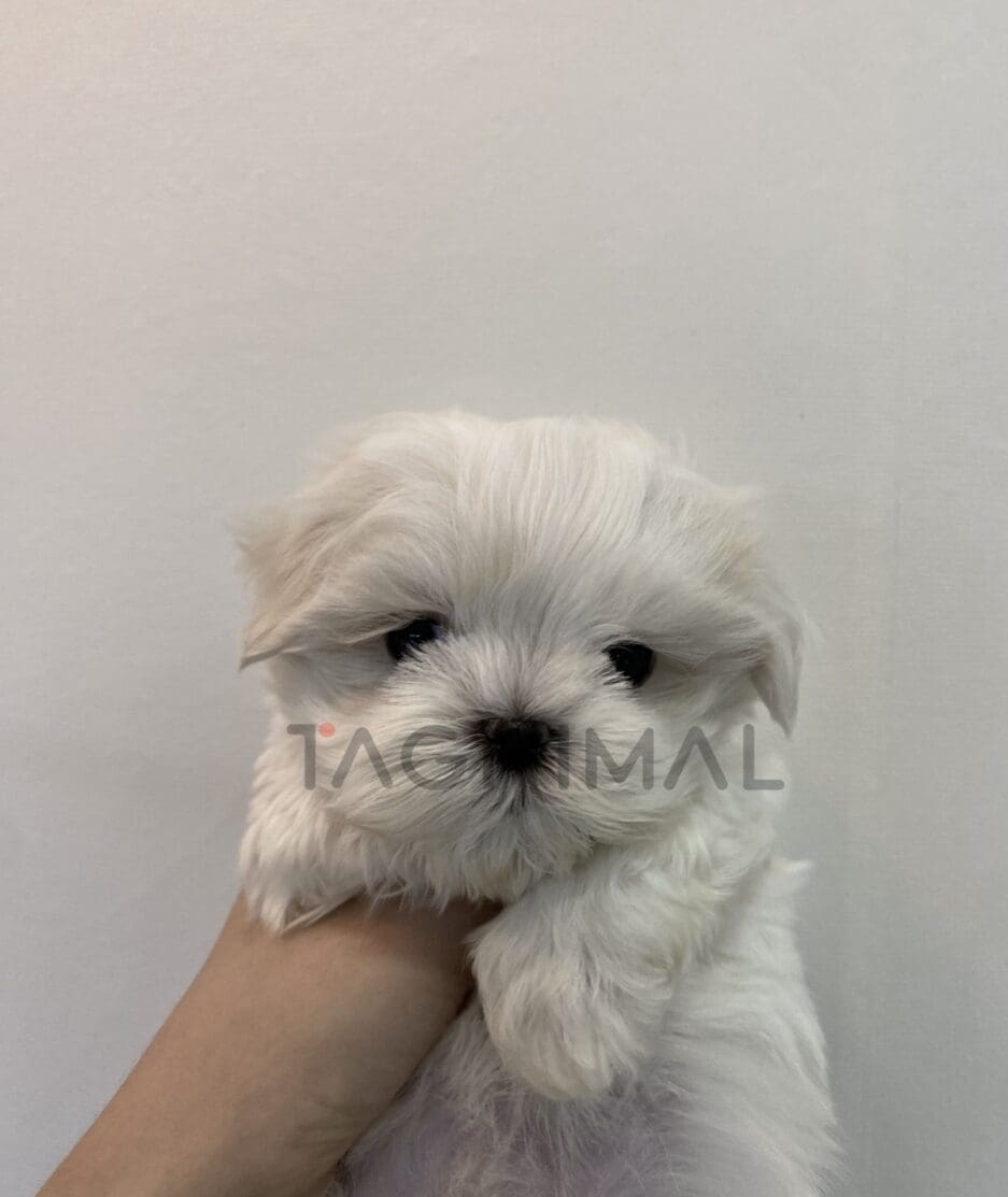 Maltese puppy for sale, dog for sale at Tagnimal