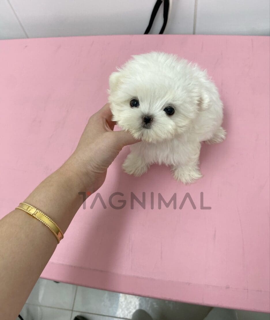 Maltese puppy for sale, dog for sale at Tagnimal