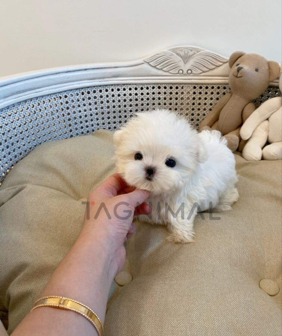 Maltese puppy for sale, dog for sale at Tagnimal