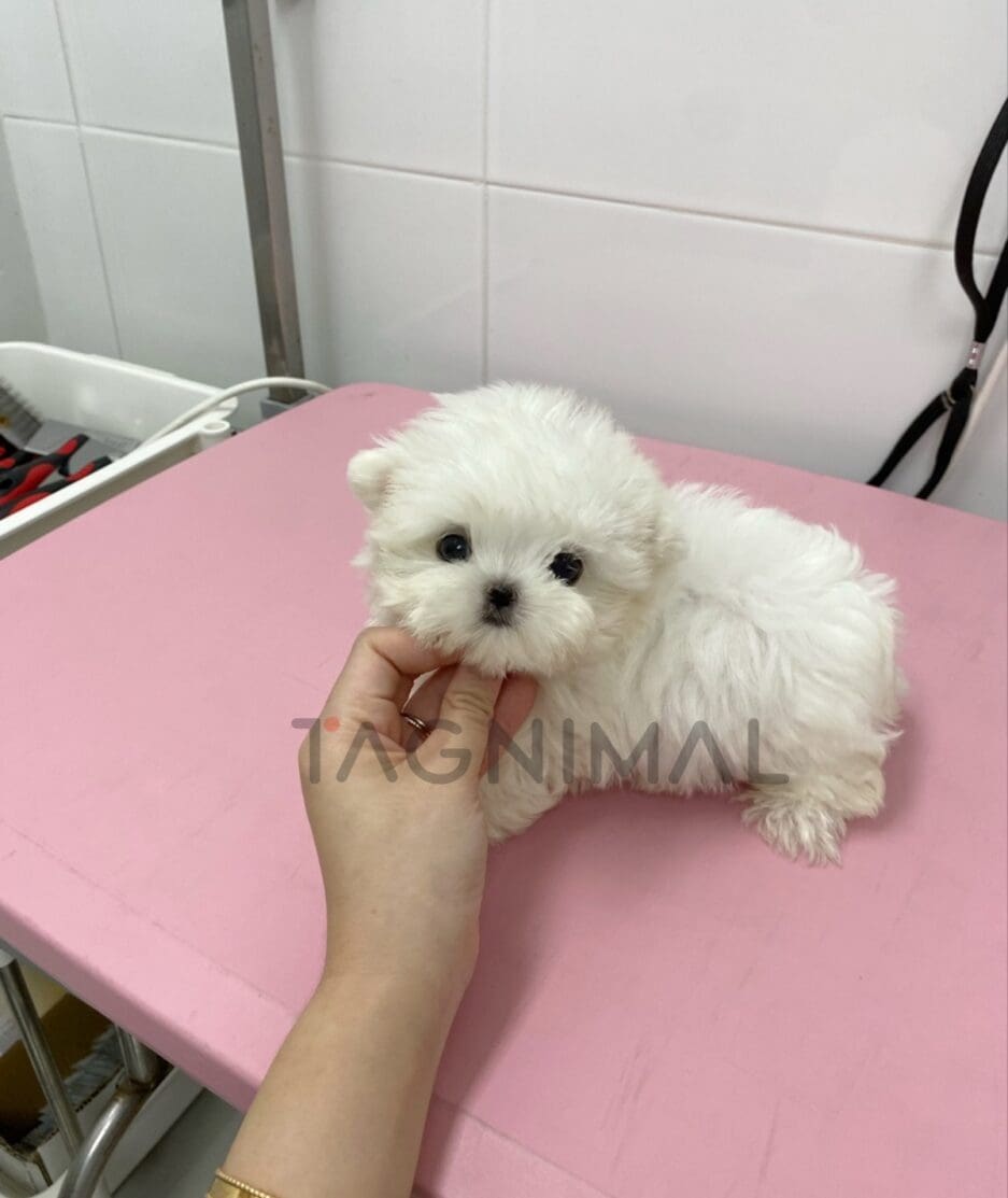 Maltese puppy for sale, dog for sale at Tagnimal