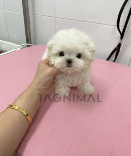 Maltese puppy for sale, dog for sale at Tagnimal