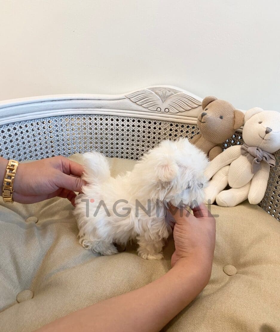 Maltese puppy for sale, dog for sale at Tagnimal