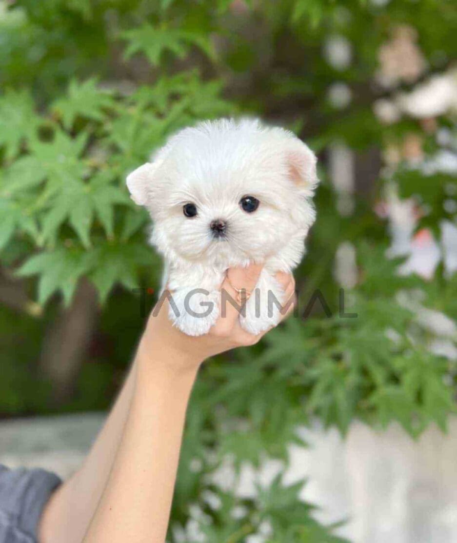 Maltese puppy for sale, dog for sale at Tagnimal