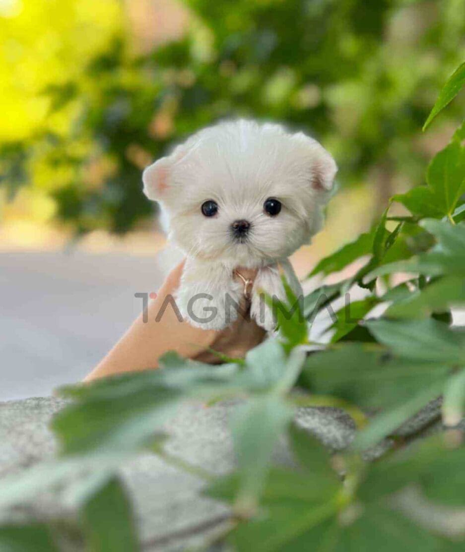 Maltese puppy for sale, dog for sale at Tagnimal