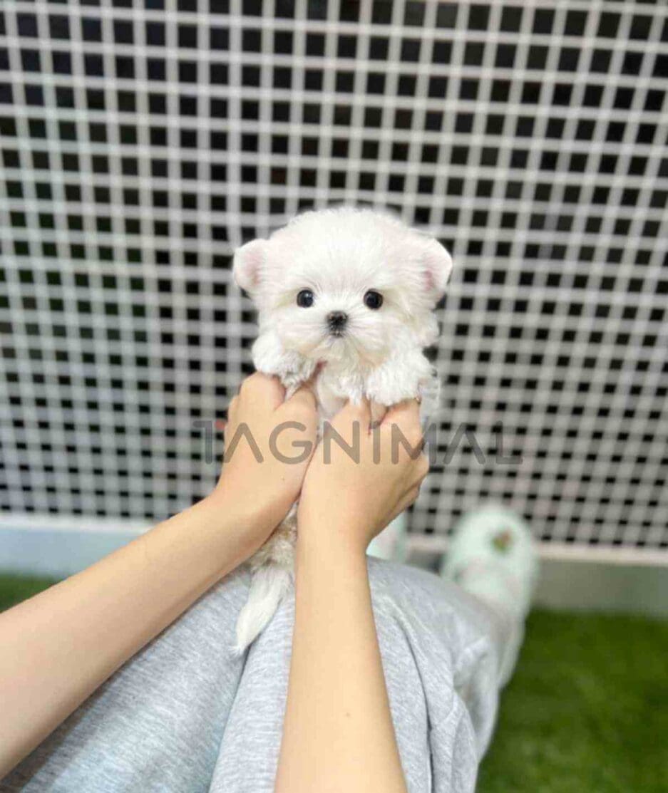 Maltese puppy for sale, dog for sale at Tagnimal