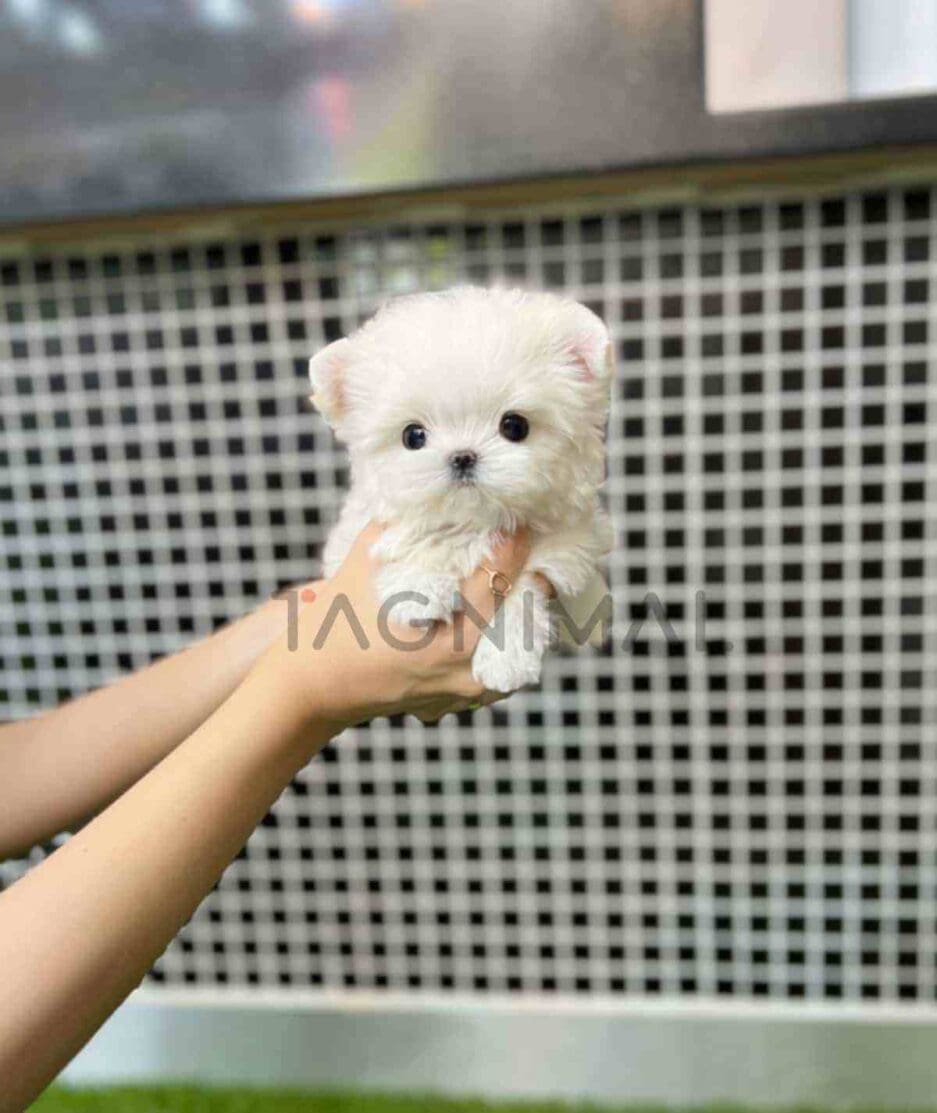 Maltese puppy for sale, dog for sale at Tagnimal