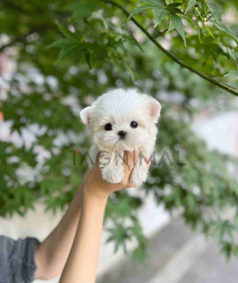 Maltese puppy for sale, dog for sale at Tagnimal