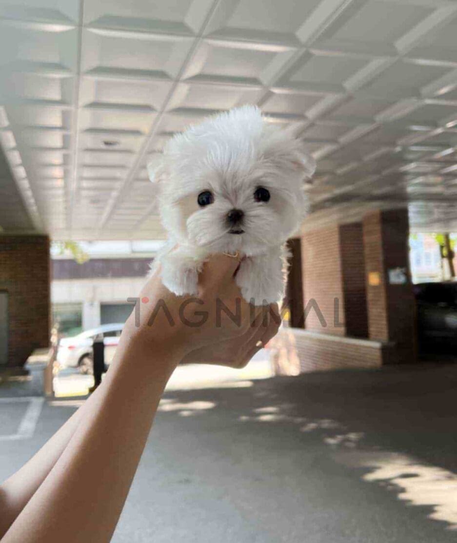 Maltese puppy for sale, dog for sale at Tagnimal