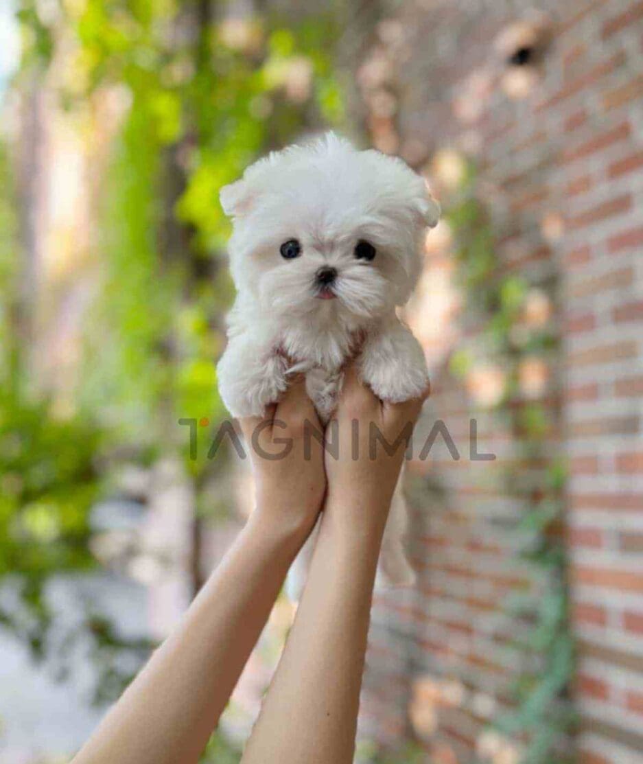 Maltese puppy for sale, dog for sale at Tagnimal