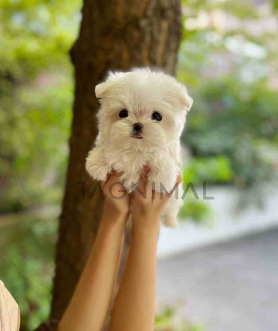 Maltese puppy for sale, dog for sale at Tagnimal