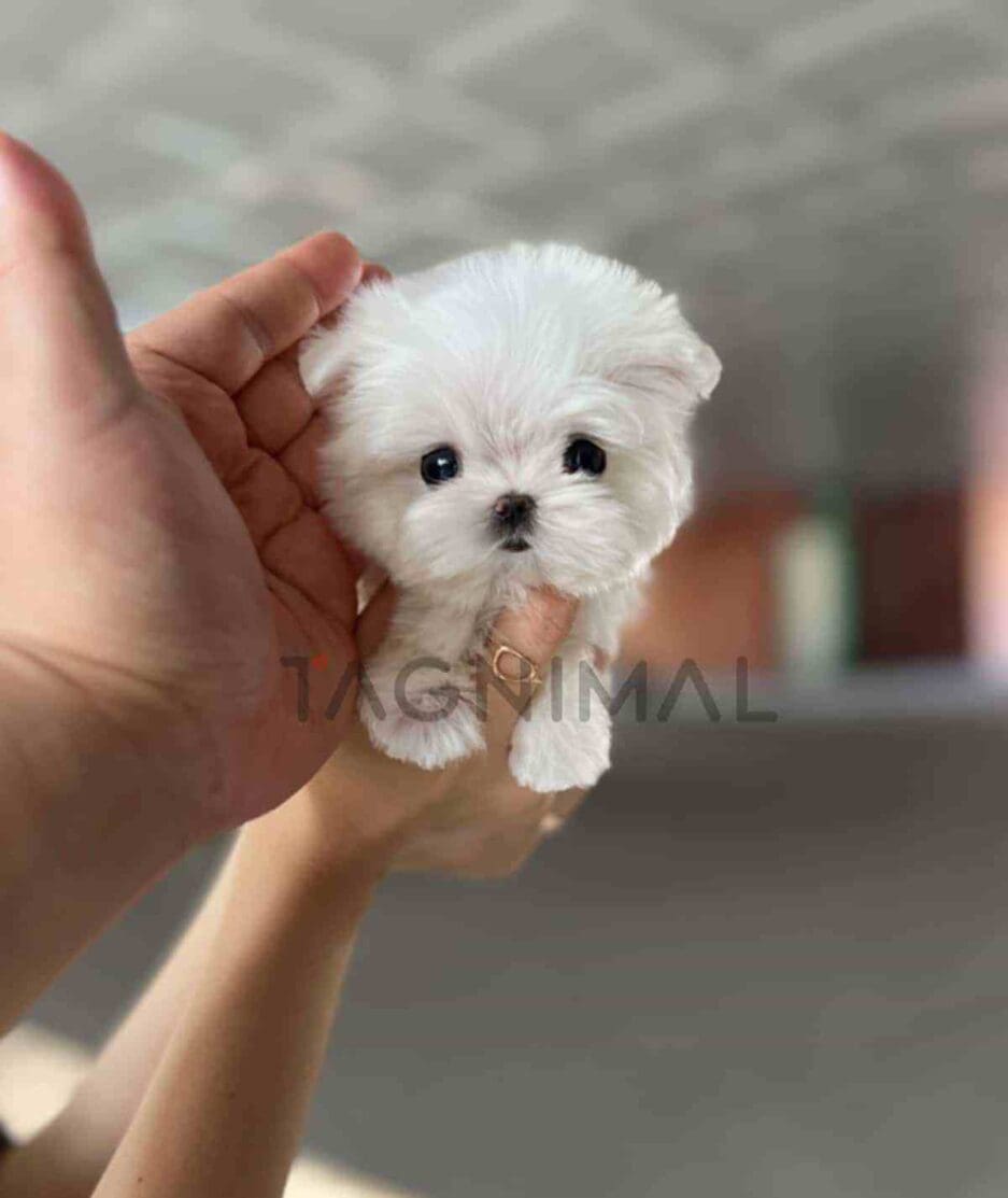 Maltese puppy for sale, dog for sale at Tagnimal