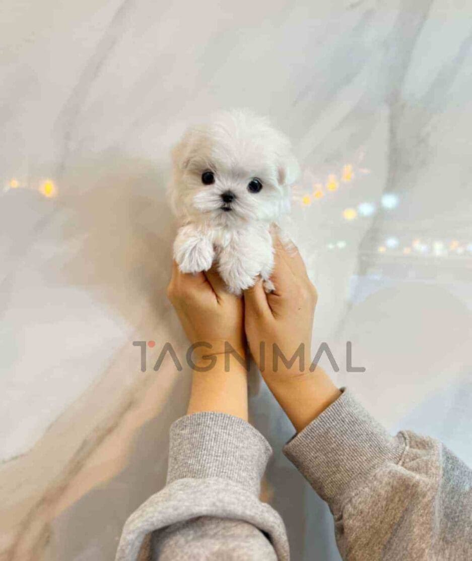 Maltese puppy for sale, dog for sale at Tagnimal