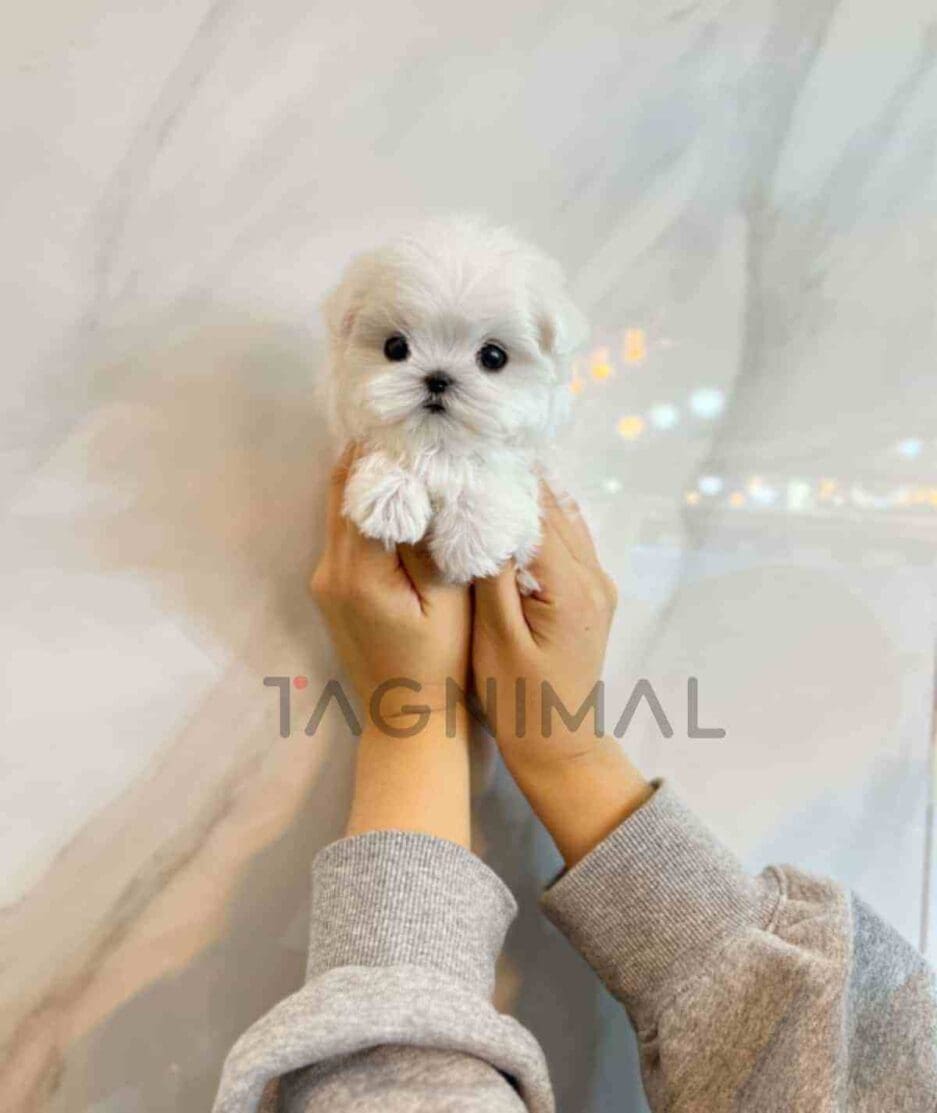 Maltese puppy for sale, dog for sale at Tagnimal