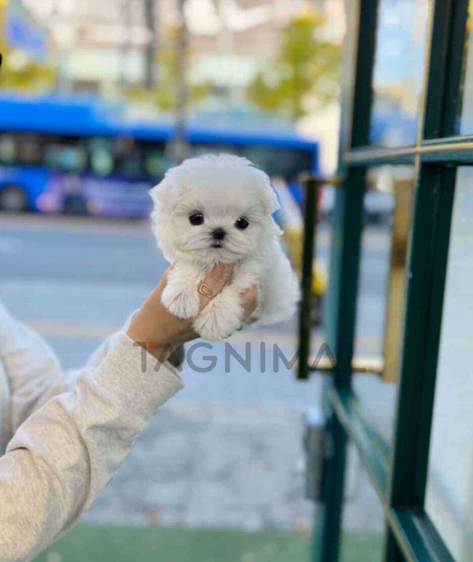 Maltese puppy for sale, dog for sale at Tagnimal