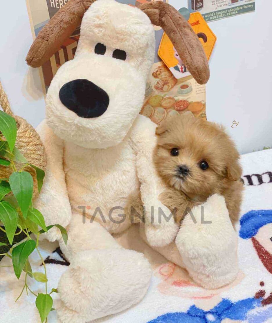 Maltipoo puppy for sale, dog for sale at Tagnimal