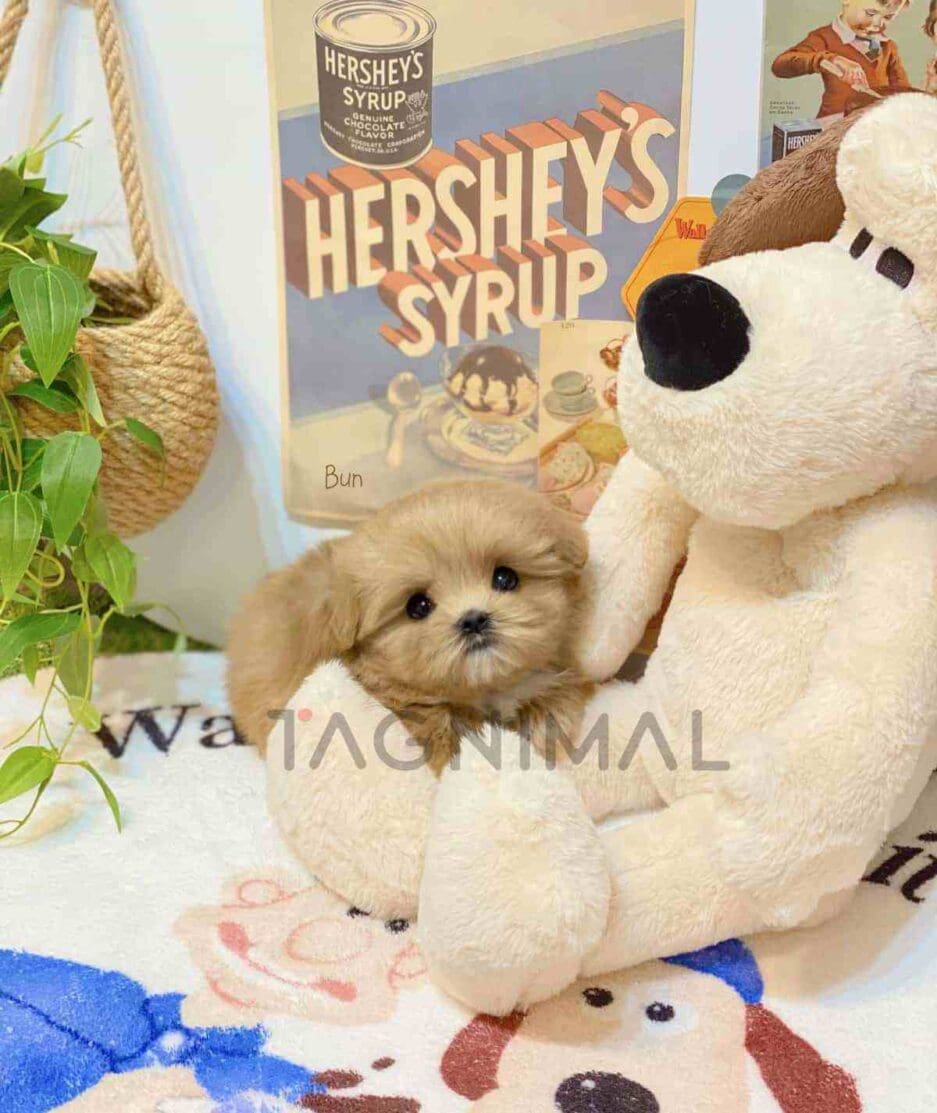 Maltipoo puppy for sale, dog for sale at Tagnimal