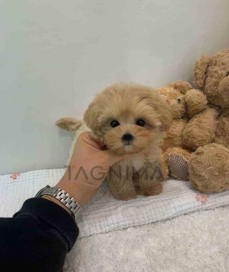 Maltipoo puppy for sale, dog for sale at Tagnimal