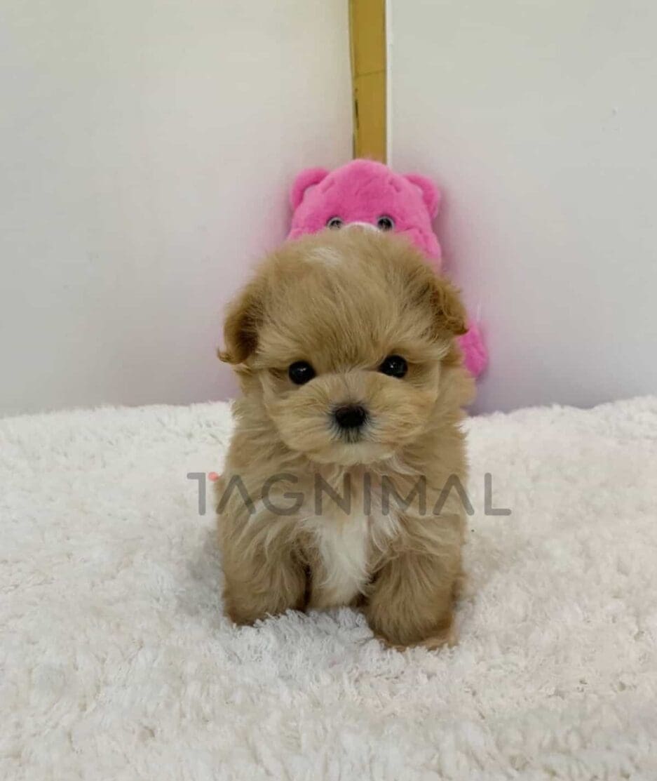 Maltipoo puppy for sale, dog for sale at Tagnimal