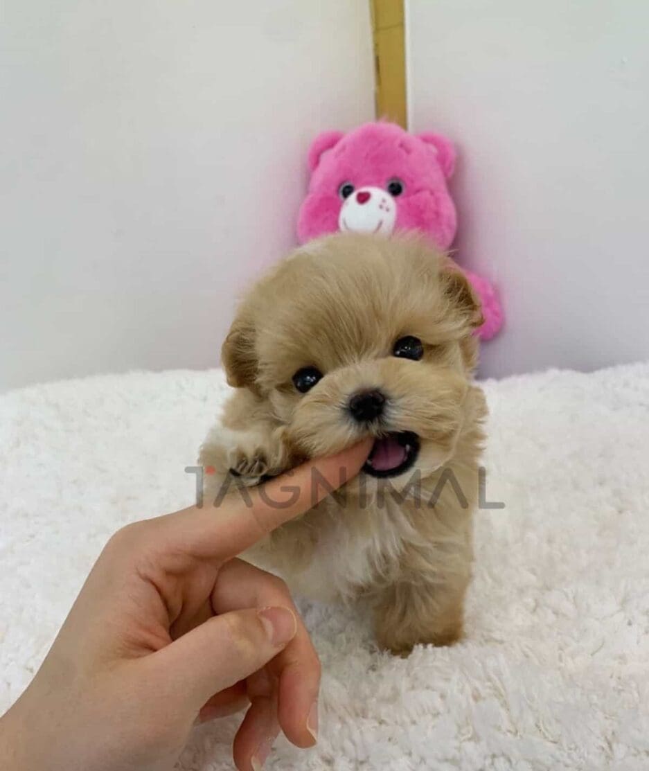 Maltipoo puppy for sale, dog for sale at Tagnimal