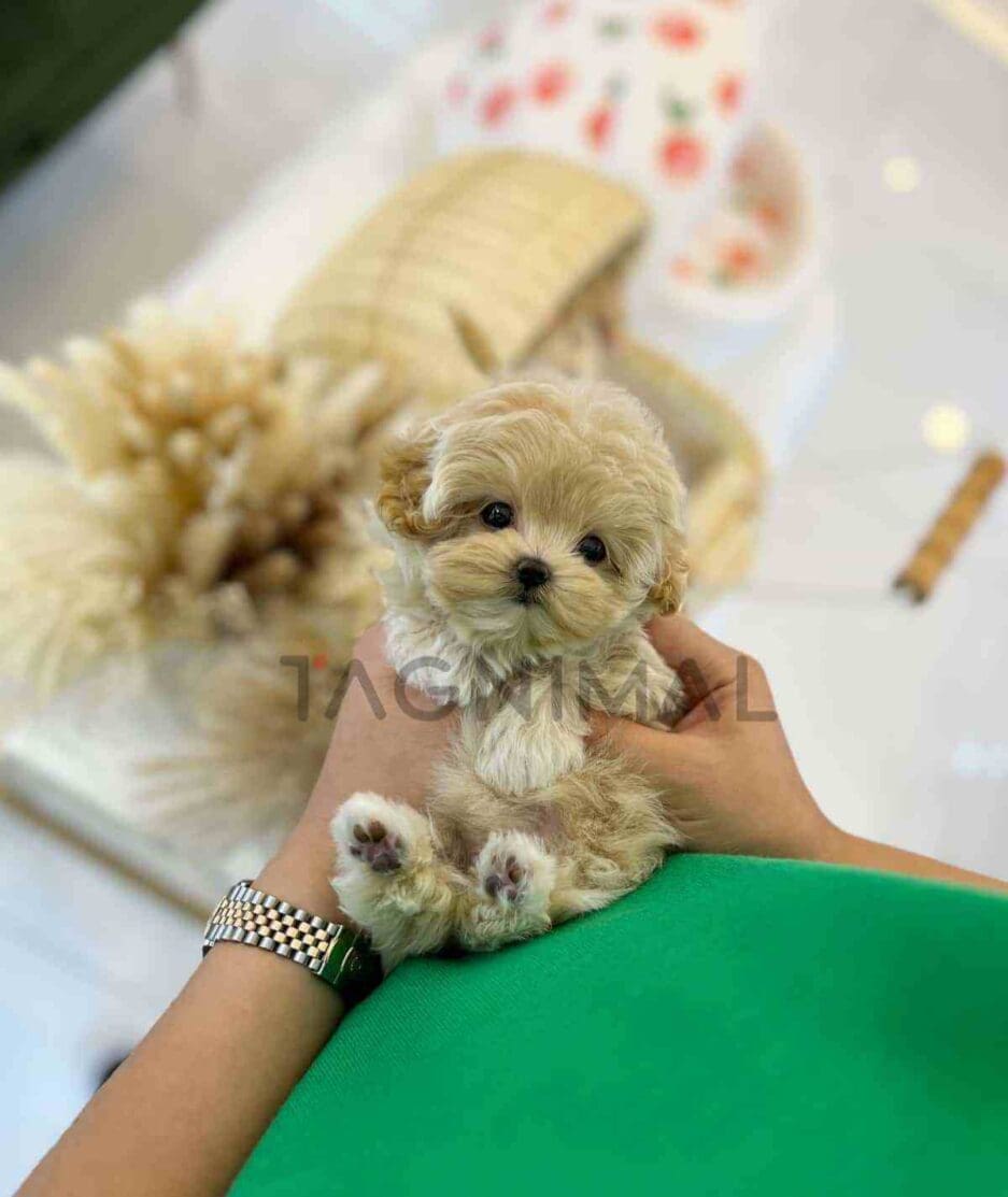 Maltipoo puppy for sale, dog for sale at Tagnimal