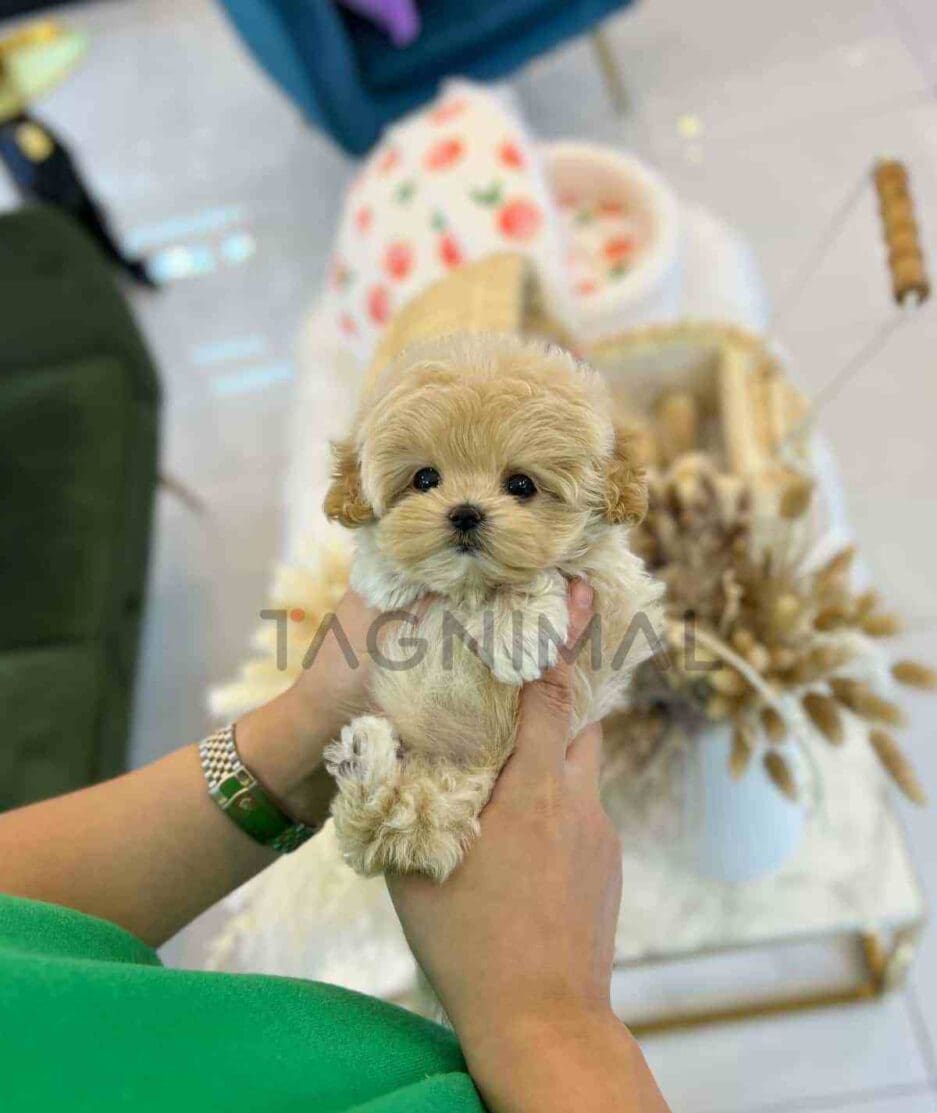 Maltipoo puppy for sale, dog for sale at Tagnimal