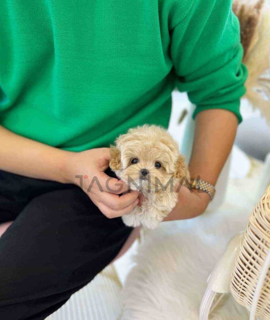 Maltipoo puppy for sale, dog for sale at Tagnimal