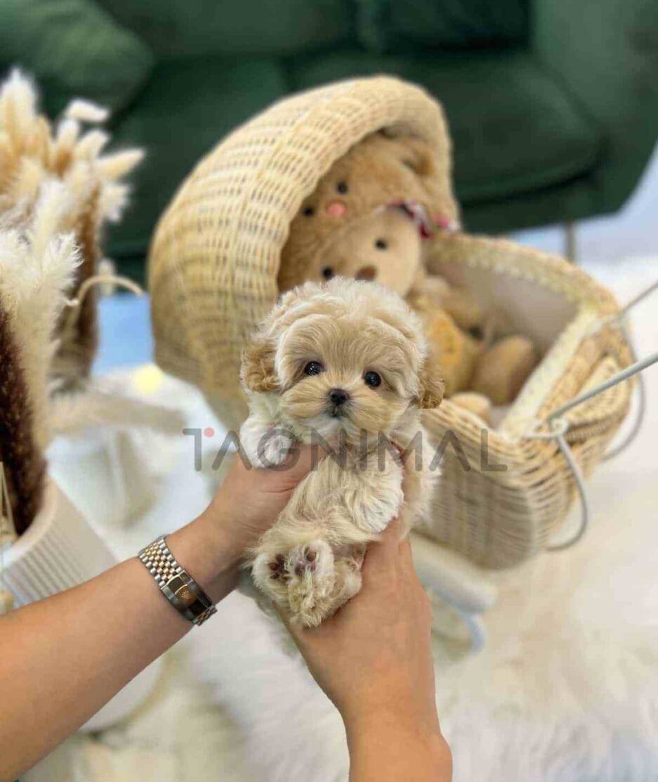 Maltipoo puppy for sale, dog for sale at Tagnimal