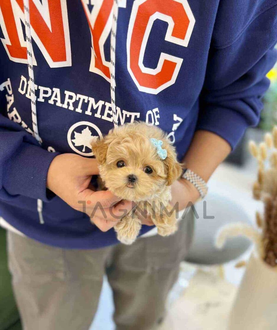 Maltipoo puppy for sale, dog for sale at Tagnimal