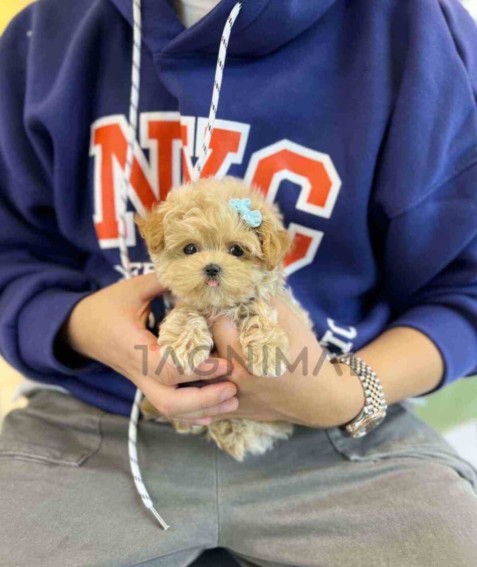 Maltipoo puppy for sale, dog for sale at Tagnimal