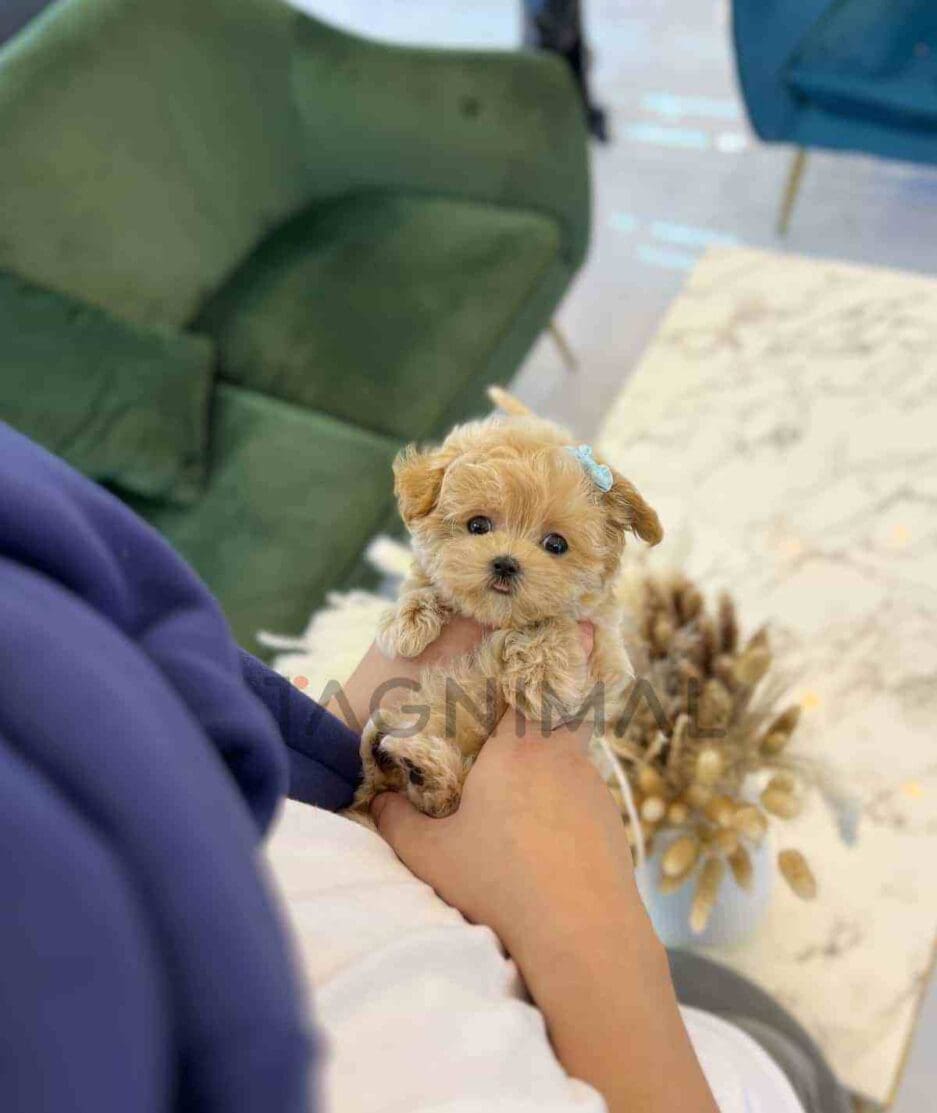 Maltipoo puppy for sale, dog for sale at Tagnimal