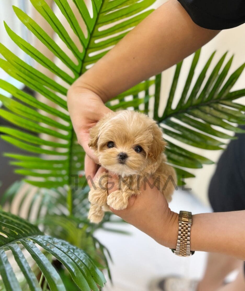 Maltipoo puppy for sale, dog for sale at Tagnimal