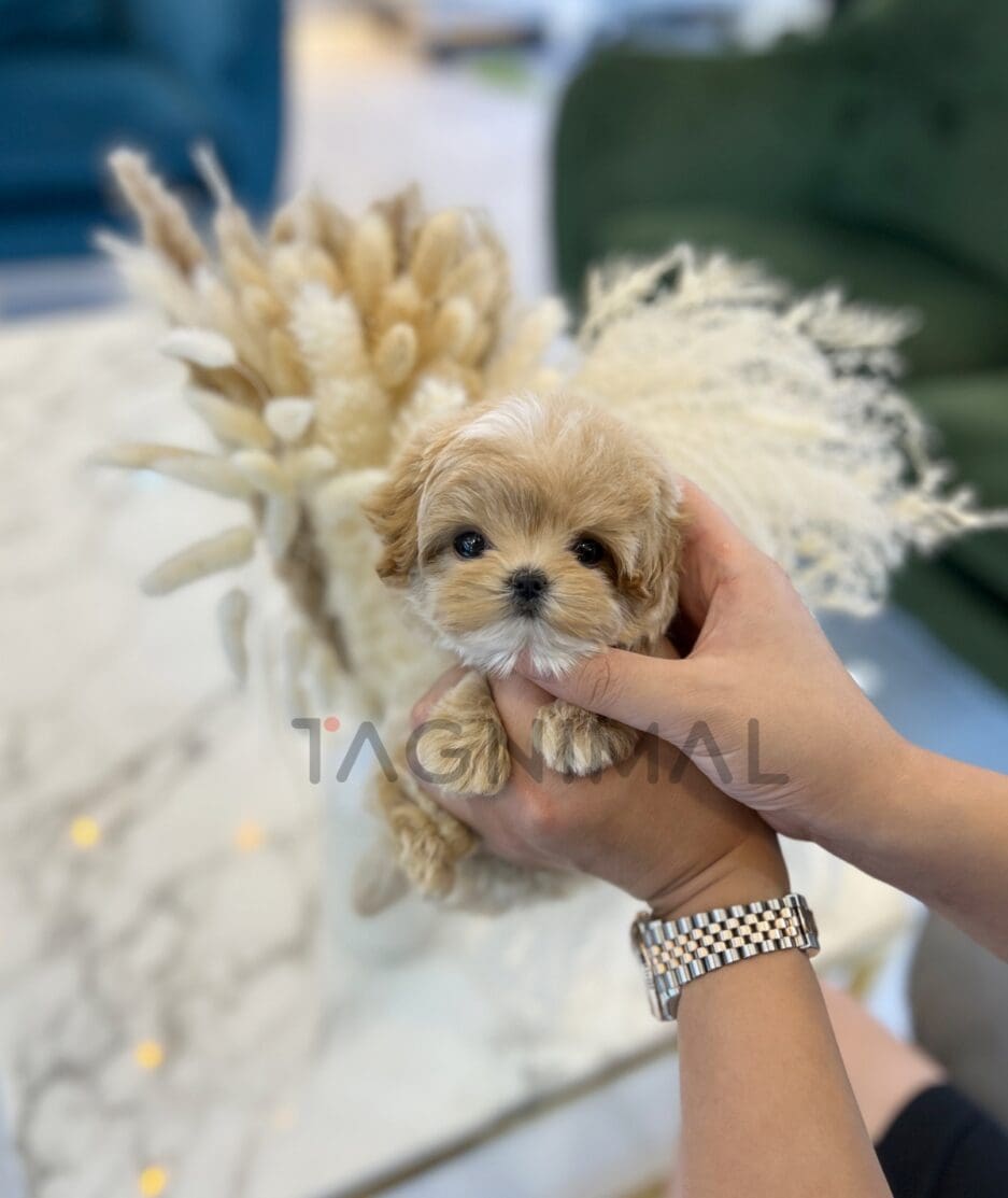 Maltipoo puppy for sale, dog for sale at Tagnimal