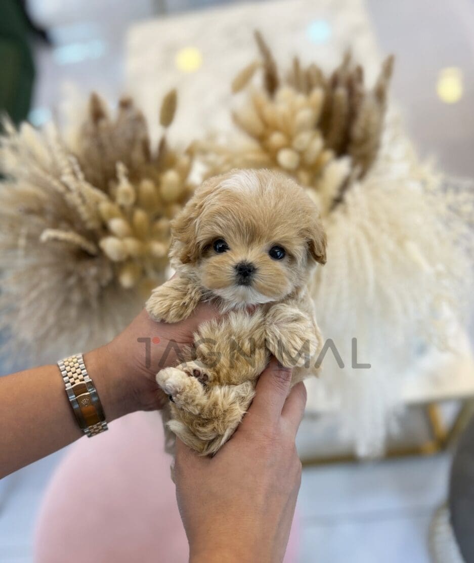 Maltipoo puppy for sale, dog for sale at Tagnimal