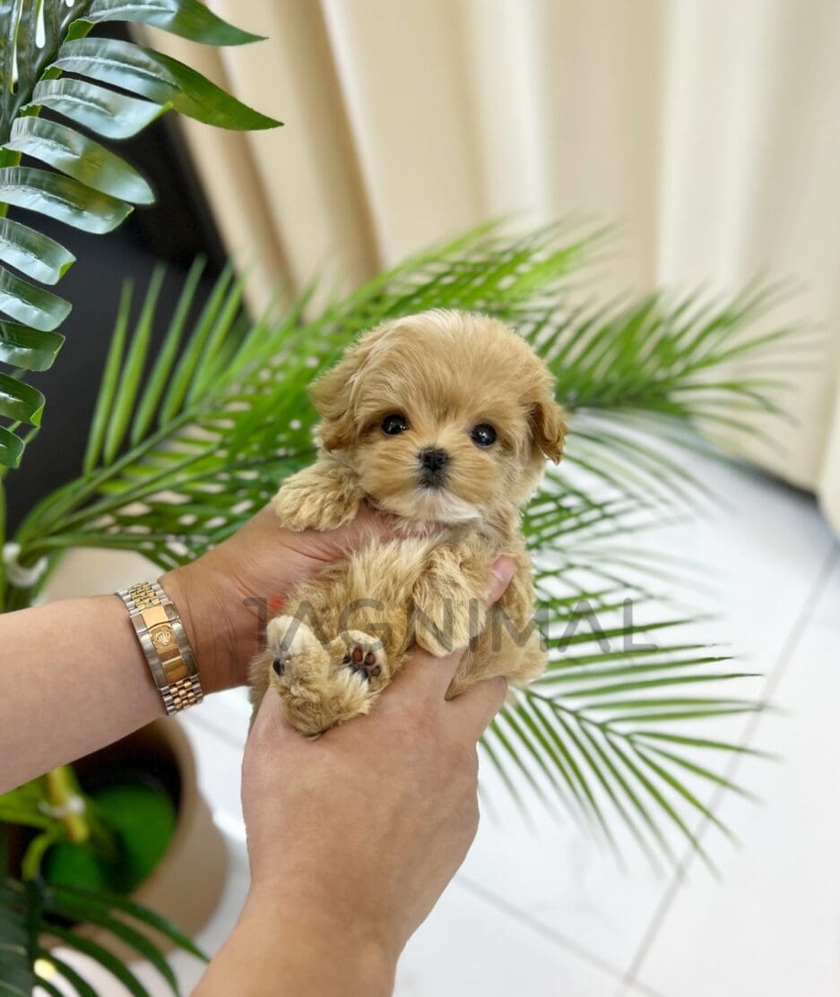 Maltipoo puppy for sale, dog for sale at Tagnimal